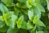 Wholesale organic matcha japanese with a wonderful natural mint aroma