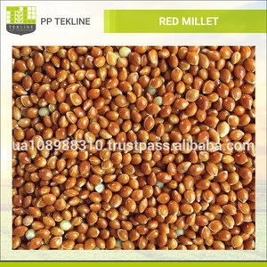 Worlds Best Quality Red Millet in Bulk at Reasonable Price
