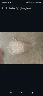 Seafood