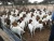 Import South Africa Live 100% Full Blood Live Boer Goats / Live Goats from South Africa
