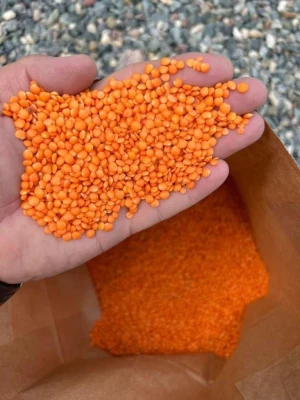Premium Quality Red lentils
