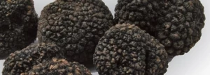 truffle mushrooms
