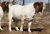 Import South Africa Live 100% Full Blood Live Boer Goats / Live Goats from South Africa