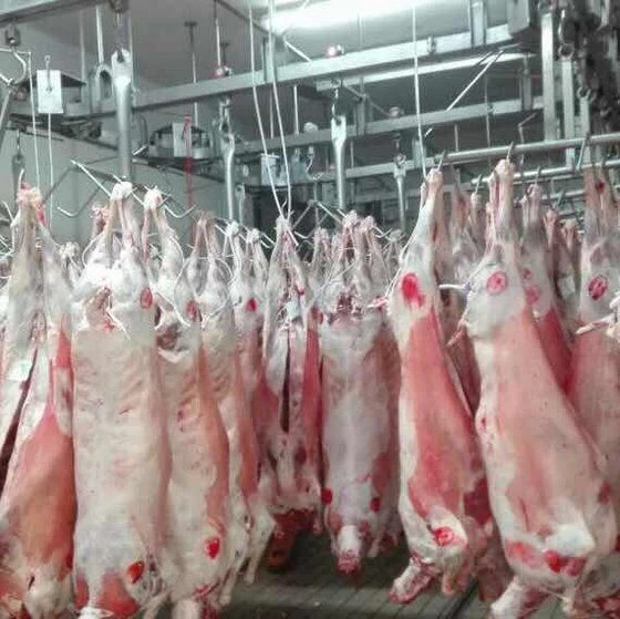 Buy Halal Fresh / Frozen Goat / Lamb / Sheep Meat / Carcass from ...
