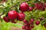 fresh apples