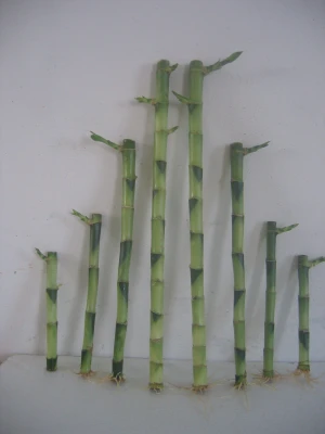 Dracaena Sanderiana Lucky Bamboo Spiral Bamboo 45cm Tower Bamboo Luckybamboo