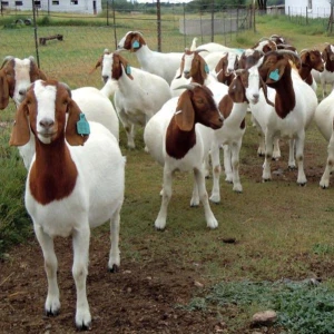 South Africa Live 100% Full Blood Live Boer Goats / Live Goats