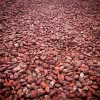 Top Quality Sun Dried Cocoa Beans