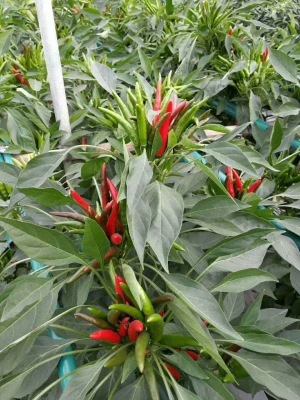 Hybrid f1 Red Cluster Pepper Chilli