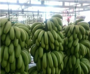 Fresh Bananas Green Cavendish Banana Suppliers