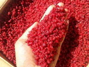 Organic and Conventional Barberry