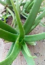 Aloe Vera plant