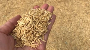 rice  husk