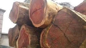 Sapelli Logs And Sawn Timbers