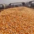 Import yellow corn white maize for human animal feed sweet corn price packaging in bags yellow for sale from Tanzania