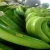 Import Fresh Bananas Green Cavendish Banana Suppliers from Cameroon