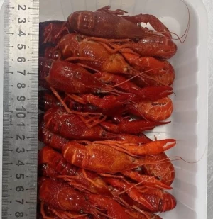 Fresh and Frozen Lobster, High quality Frozen Lobster For Sale