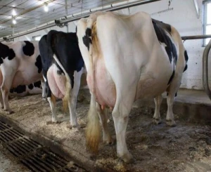 Healthy Pregnant Jersey Heifers & Holstein Heifers