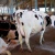 Import Healthy Pregnant Jersey Heifers & Holstein Heifers from South Africa