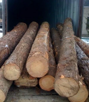 Ayous Wood Logs