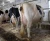 Import Healthy Pregnant Jersey Heifers & Holstein Heifers from South Africa