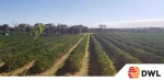 Café, café em grão, café verde, café torrado, arábica, robusta, arábica especial