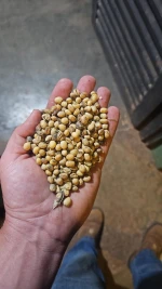 HIgh Quality Soybeans