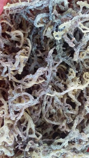 Seaweed Eucheuma Cottoni