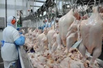 Frozen chicken paw, Frozen Chicken Feet, Hala Frozen chicken