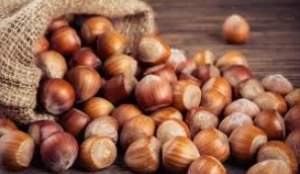 Premium Quality Hazelnuts
