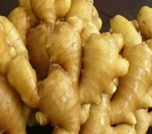 HIGH GRADE FRESH GINGER