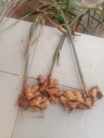 Dried and fresh ginger