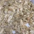 Import 100% king oyster mushroom in can in brine from China