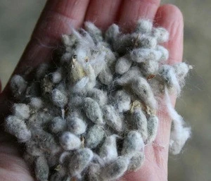 100% Natural Cotton seeds/best price cotton seed
