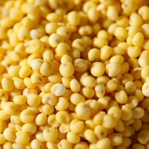 100% organic high quality yellow broomcornm millet from USA