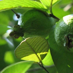 5014 Fan shi liu ye 100% natural dried green guava leaf for tea