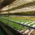 Import 288 heads hydroponic DFT Deep Flow Technique Indoor Farm Growing For Lettuce from China