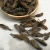 Import 10030 Xi shuai Natural dried wild Gryllolaptaptidae chinese mole cricket insects for pet food from China