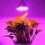 Import Amazon Hot sale Par30 E27 50W Full Spectrum LED Grow Light Bulbs from China