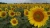 Import Argentina sunflower high oil seeds from China