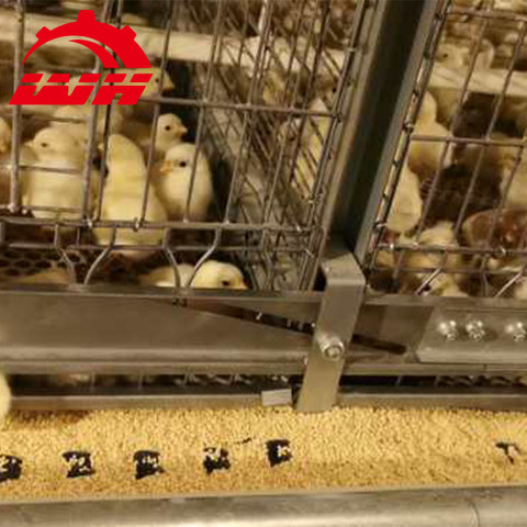 Buy Baby Chick Cage Quail Farm Metal Egg Laying 2020 from Xiping County ... - Quail Chick Husbandry