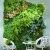 Import Beautiful tropical style  fireproof artificial plant background wall  interior plastic vertical green grass wall decoration from China