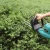 Import best electric long pole hedge trimmer from China