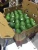 Import Best Quality Fresh Tasty Avocado Grade A - Wholesale/Bulk from USA