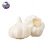 Import Better quality organic high nutritional value carefully selected white garlic from China