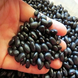 Black Kidney Beans Suppliers .
