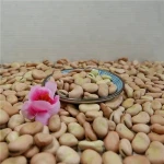 Broad Beans