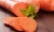 Import Bulk Cheap Fresh Carrot from China
