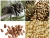 Import cheap brazil bulk pine nuts from China