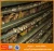 Import Cheap commercial quail cages / quail battery cages / automatic quail cage from China
